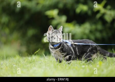 junge Katze Stockfoto