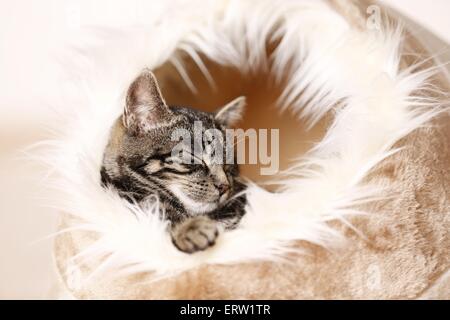 junge Katze Stockfoto