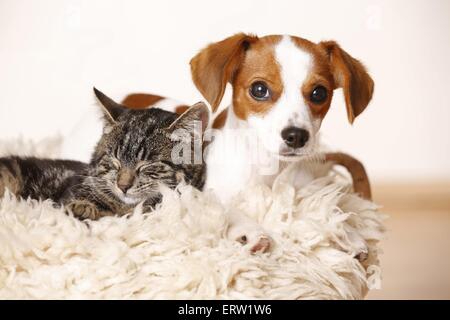 Hund und Katze Stockfoto