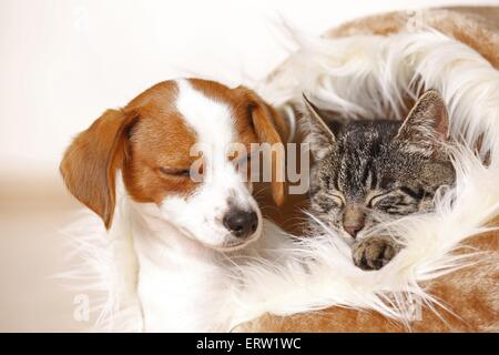 Hund und Katze Stockfoto