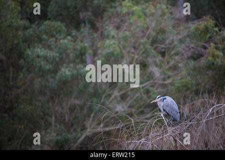 Wild Blue Heron in den Everglades Stockfoto