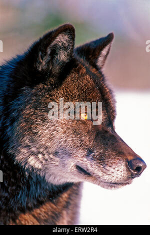 Schwarzen Timber Wolf stehend auf Schnee, Porträt, Nahaufnahme Stockfoto