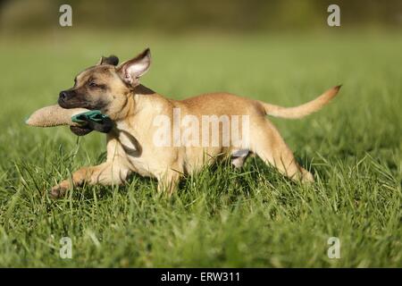 laufenden Staffordshire Bullterrier Stockfoto