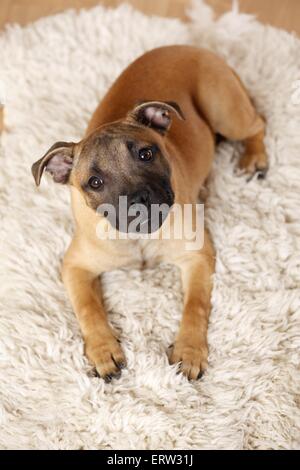 liegenden Staffordshire Bullterrier Stockfoto