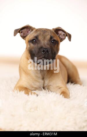 liegenden Staffordshire Bullterrier Stockfoto