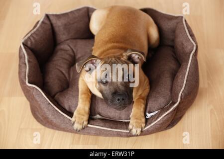 liegenden Staffordshire Bullterrier Stockfoto