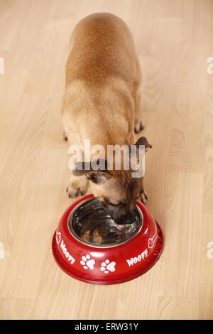 Staffordshire Bullterrier zu trinken Stockfoto