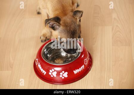 Staffordshire Bullterrier zu trinken Stockfoto