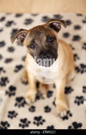 Staffordshire Bullterrier sitzend Stockfoto