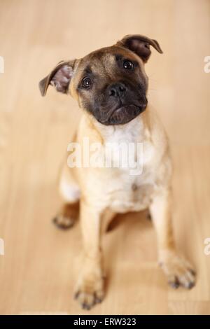 Staffordshire Bullterrier sitzend Stockfoto
