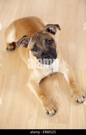 liegenden Staffordshire Bullterrier Stockfoto