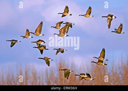 Herde von Kanadagänse im Flug während der Frühjahrswanderung Stockfoto