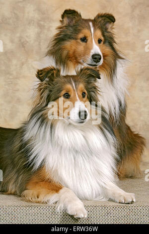 Shetland Sheepdog zusammensitzen, Porträt Stockfoto