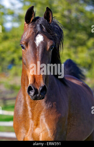 Arabische Stute traben im Bereich Porträt closeup Stockfoto