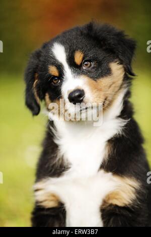 Australian Shepherd Welpen Stockfoto