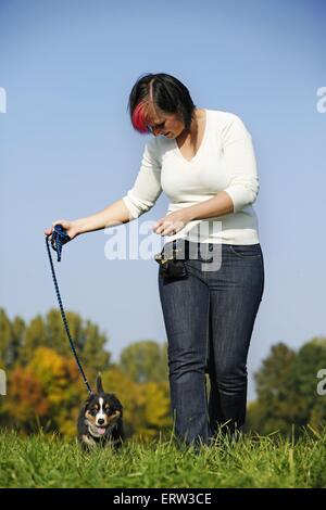 Australian Shepherd Welpen Stockfoto