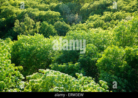 Hintergrund aus den Blättern von Bäumen Stockfoto