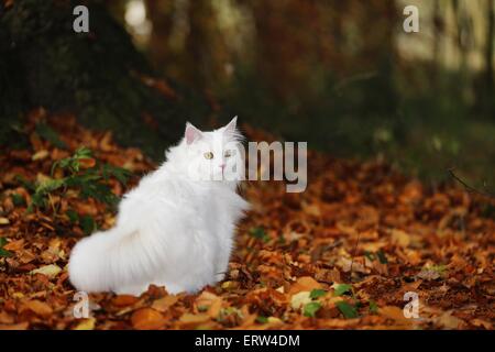 weiße Sibirische Katze Stockfoto