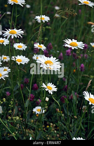 Ochsen-Auge Daisy Blumen auf Wiese Stockfoto