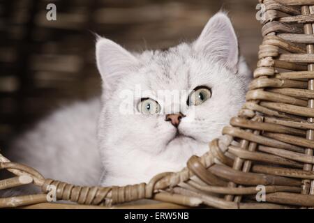 Britisch Kurzhaar-Portrait Stockfoto