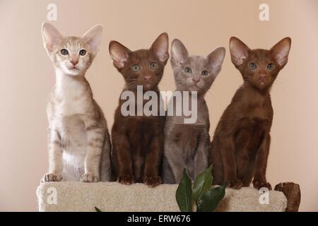 Orientalisch Kurzhaar Kätzchen Stockfoto