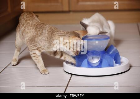 Katzen essen Stockfoto