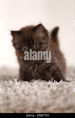 Highlander Kitten Stockfoto