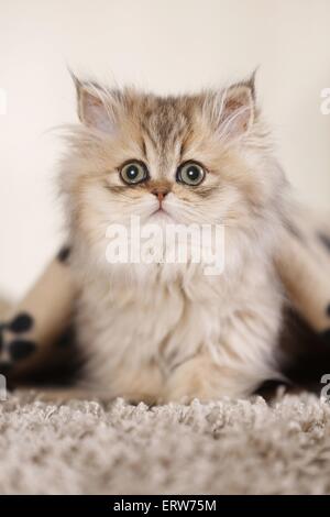 junge Perserkatze Stockfoto