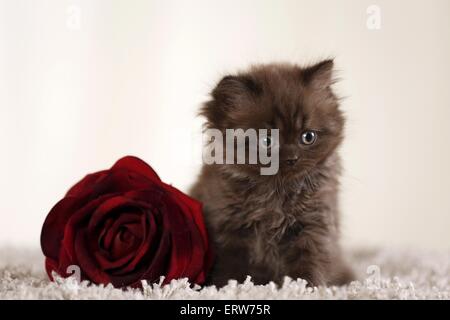 Highlander Kitten Stockfoto