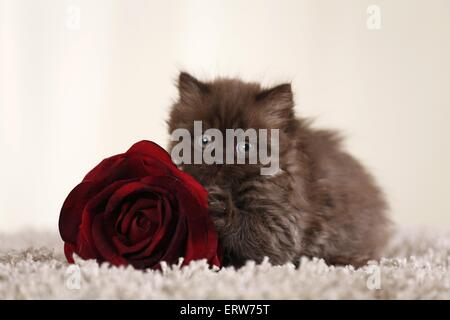 Highlander Kitten Stockfoto