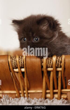 Highlander Kitten Stockfoto