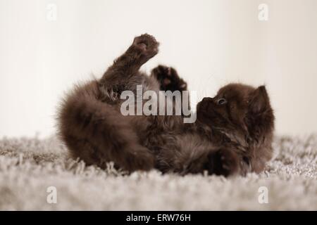 Highlander Kitten Stockfoto