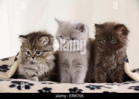 Highlander Kitten Stockfoto