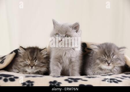 Highlander Kitten Stockfoto