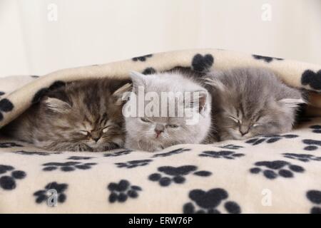 Highlander Kitten Stockfoto