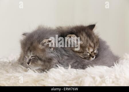 Highlander Kitten Stockfoto