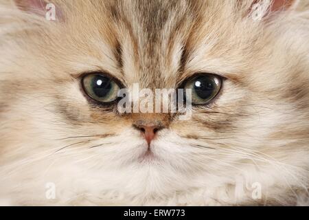 junge Perserkatze Stockfoto