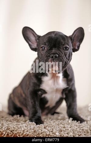 Französische Bulldogge sitzend Stockfoto