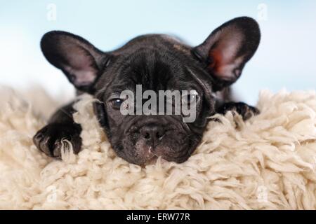 Französische Bulldogge liegend Stockfoto