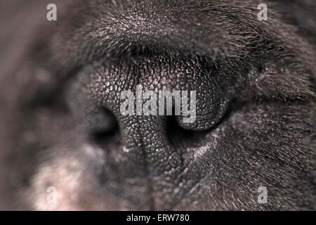 Französische Bulldogge Nase Stockfoto