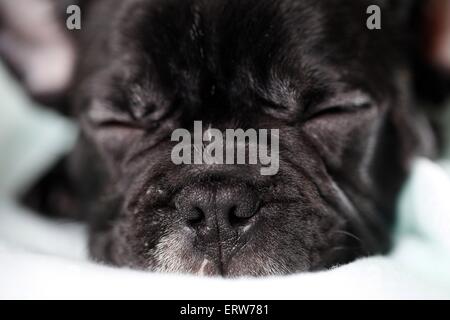 Französische Bulldogge schlafen Stockfoto