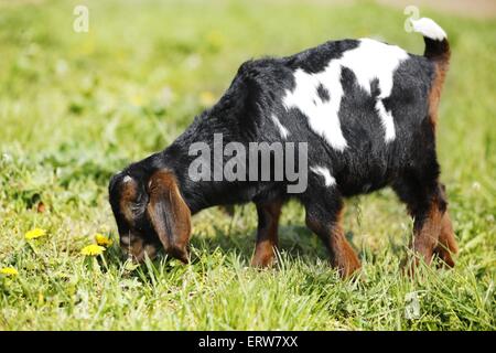 Kid Stockfoto