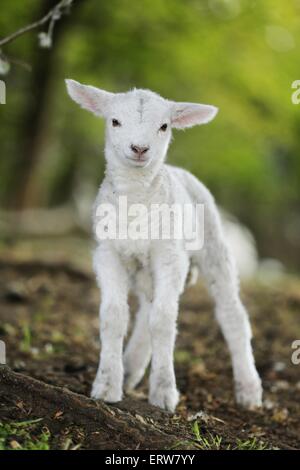 junges Lamm Stockfoto