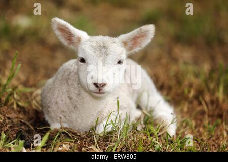 junges Lamm Stockfoto