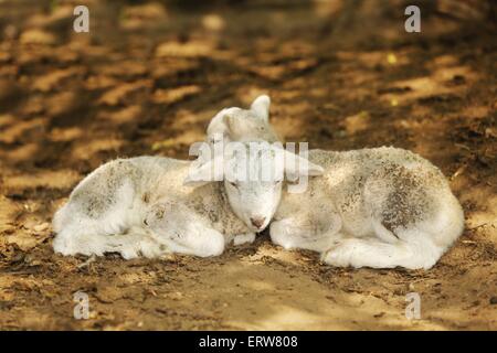 Schafe Stockfoto