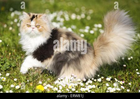 Perserkatze auf Wiese Stockfoto