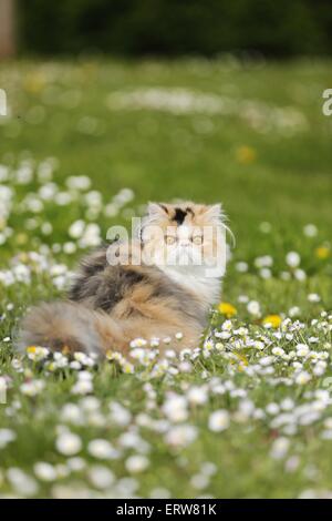 Perserkatze auf Wiese Stockfoto