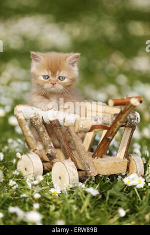 Britische Shortair Kitten auf Blumenwiese Stockfoto