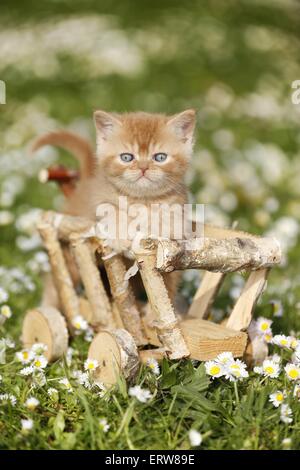 Britische Shortair Kitten auf Blumenwiese Stockfoto