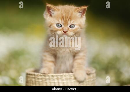 Britische Shortair Kitten auf Blumenwiese Stockfoto